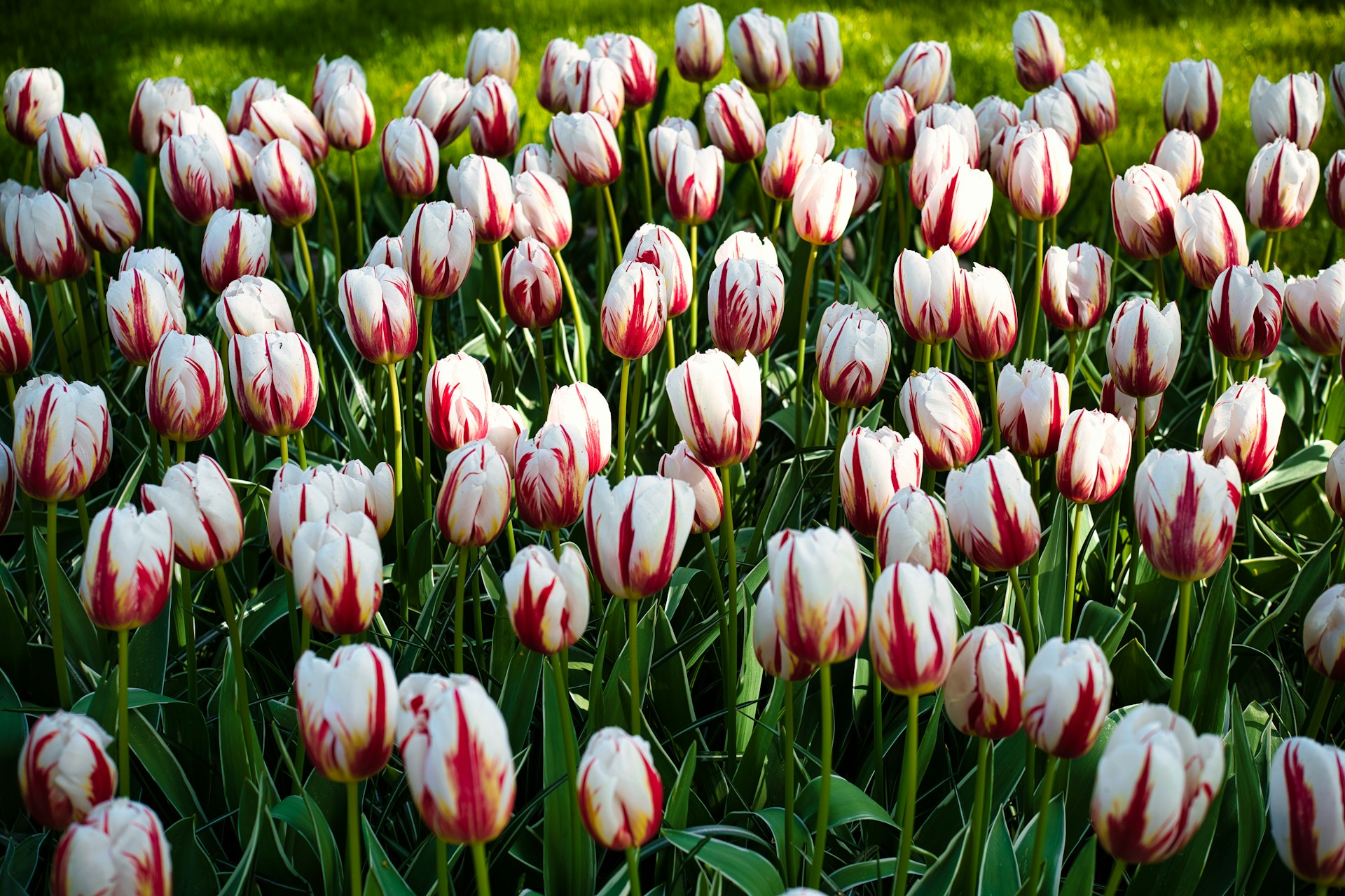 a full path of white & red tulips